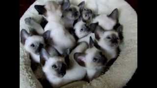 Adorable Siamese Kittens [upl. by Harras]