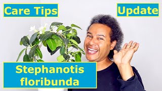 Update amp Care Tips  Stephanotis floribunda [upl. by Akemeuwkuhc]