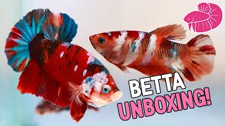 UNBOXING lots of Betta Fish from a Viewer [upl. by Simon]