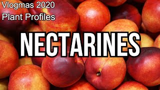 Nectarines and Peaches  Plant Profile [upl. by Otilia500]