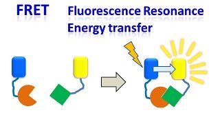 FRET  Fluorescence resonance energy transfer [upl. by Ahsimaj465]