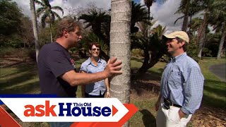 How to Plant Palm Trees  Ask This Old House [upl. by Eneri]