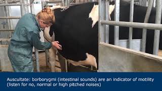 Abdominal examination in ruminants [upl. by Alamat]