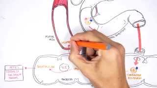 Bilirubin Metabolism [upl. by Teplitz217]