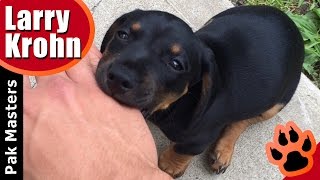 How to stop puppy biting especially Rottweiler puppies [upl. by Domingo]