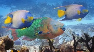 Coral and Parrotfish  A Love Story [upl. by Silvain]