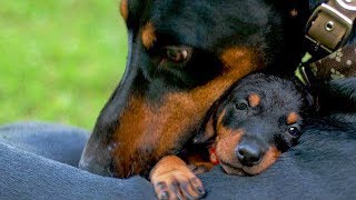 Mother Dogs Protecting Their Babies Compilation [upl. by Llerahc]