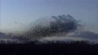 Starling Murmurations [upl. by Aicined567]