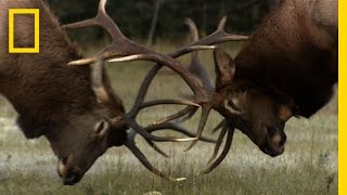 The Yearly Elk Brawl  Untamed Americas [upl. by Elton790]