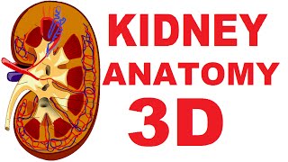 Kidney Anatomy DETAILED Renal Nephron Urinary System [upl. by Biddy997]