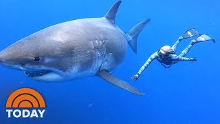 Ocean Ramsey Shares Exclusive Video Of Swimming With Massive Great White Shark  TODAY [upl. by Adlemi]