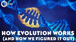 How Evolution Works And How We Figured It Out [upl. by Einafets]