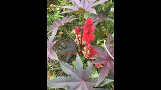 Castor Oil Plant [upl. by Notsej]