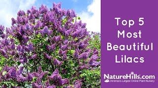 Top 5 Most Beautiful Lilacs  NatureHillscom [upl. by Arag]