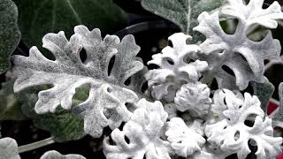 Dusty Miller plant Silver ragwort Jacobaea maritima [upl. by Bonilla]