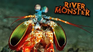 THE MANTIS SHRIMP  Feed And Grow  Ep9 [upl. by Hodge613]