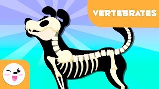 Vertebrate Animals for kids  Introduction [upl. by Eimac67]