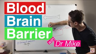 Blood Brain Barrier [upl. by Ros]