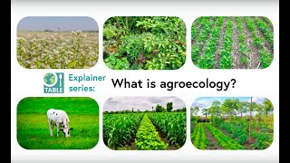 What is agroecology TABLE explainer video series [upl. by Pascoe]