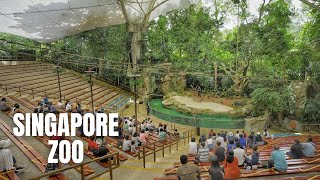 Singapore Zoo Walking Tour 4K HDR [upl. by Dorette]