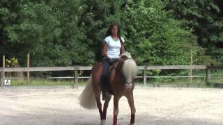 haflinger dressage [upl. by Anibla]