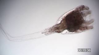 Ascidian tadpole larva metamorphosis  Botrylloides niger [upl. by Esina290]