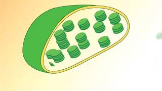 Mitochondria and chloroplasts [upl. by Annodahs899]