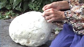 Edible Mushrooms Giant Puffball [upl. by Nimajeb]