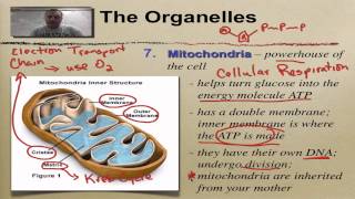 Chloroplasts  How Does Photosynthesis Work  The Science KID [upl. by Eirrol]