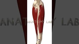 Forearm 3d Anatomy [upl. by Otreblada]