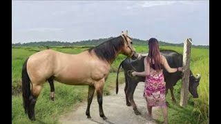 My sister training care her lovely horse in beginner 2021 [upl. by Ethelinda]