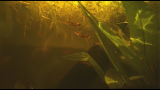 Chili Rasboras in Natural Aquarium  Cinematic [upl. by Oppen]