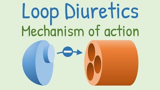 Loop diuretics Mechanism of action [upl. by Glenden]