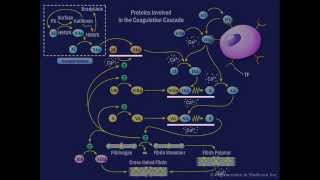 The Coagulation Cascade [upl. by Errot]