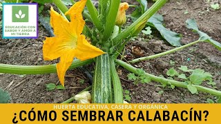 CÓMO SEMBRAR CALABACÍN [upl. by Ahcatan]