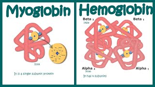 Hemoglobin vs Myoglobin [upl. by Gilli]