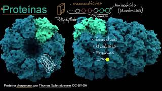 Introducción a las proteínas y los aminoácidos  Khan Academy en Español [upl. by Roselyn]