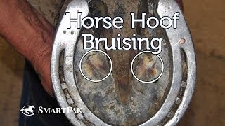 Horse Hoof Bruising [upl. by Eldwen570]