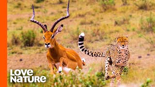 Antelope Narrowly Escapes Cheetah Chase  Predator Perspective  Love Nature [upl. by Dyann210]