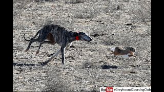 Greyhound vs hare 2021  Dog race in Pakistan  Greyhound coursing [upl. by Mloclam]