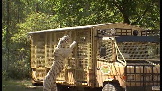 Tigerfütterung im SerengetiPark in Bus hautnah erleben [upl. by Petrick584]