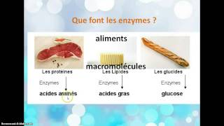 La transformation des aliments en nutriments [upl. by Nodnrb870]