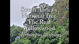 South Africas National Tree amp How to sow Yellowwoods Afrocarpus latifolius [upl. by Suivat]