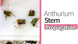 How to Stem Propagate an Anthurium [upl. by Nwahsir486]