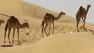 Camels in Fujairah Desert  UAE [upl. by Kikelia]