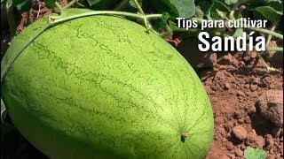 Tips para cultivar SANDÍA [upl. by Owen135]