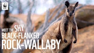 Meet The Shy BlackFlanked RockWallaby  WWFAustralia [upl. by Pack747]