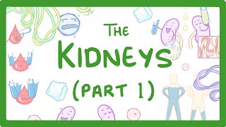 Biology  How the Kidneys Work  Kidneys Part 13 27 [upl. by Norraj947]