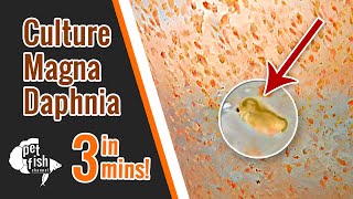 How to culture DAPHNIA MAGNA  The easy way [upl. by Moynahan284]