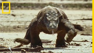 Lîle de Komodo et ses célèbres dragons [upl. by Ramoj]